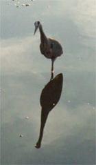 heron looking at its own reflection