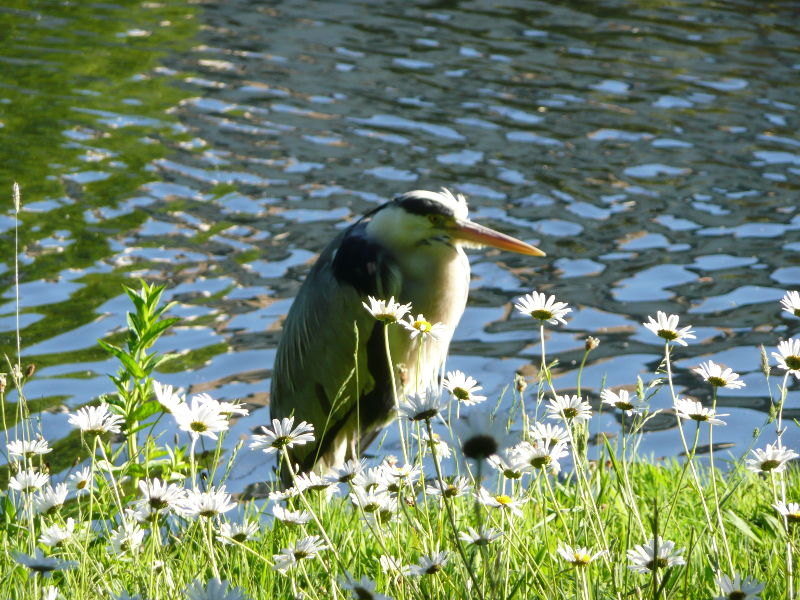 heron in regents park