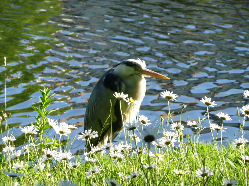 heron by the water