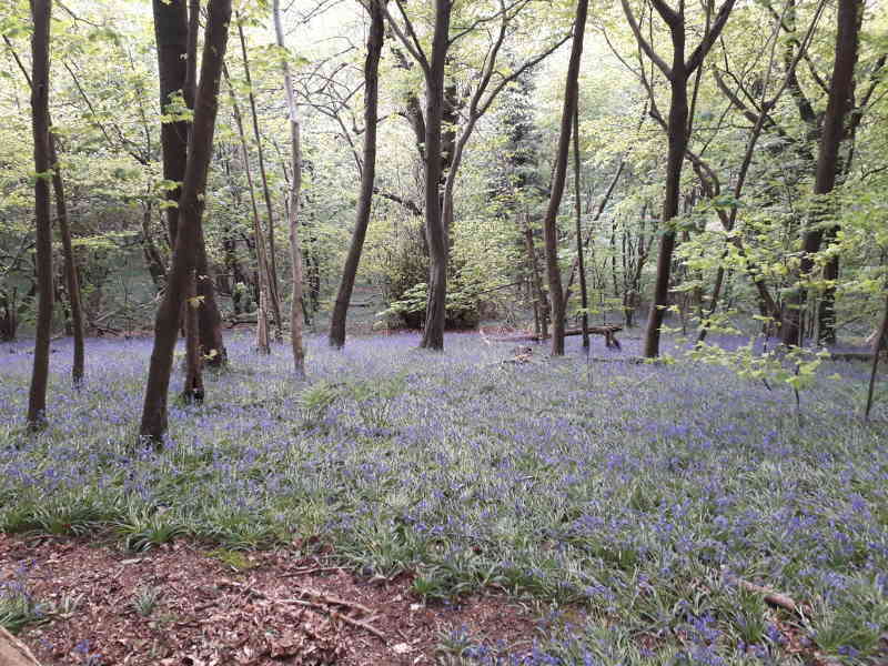 bluebells in the woods